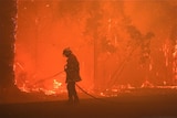 A firefighter with a fire hose confronts a wall of flames in a bushfire.