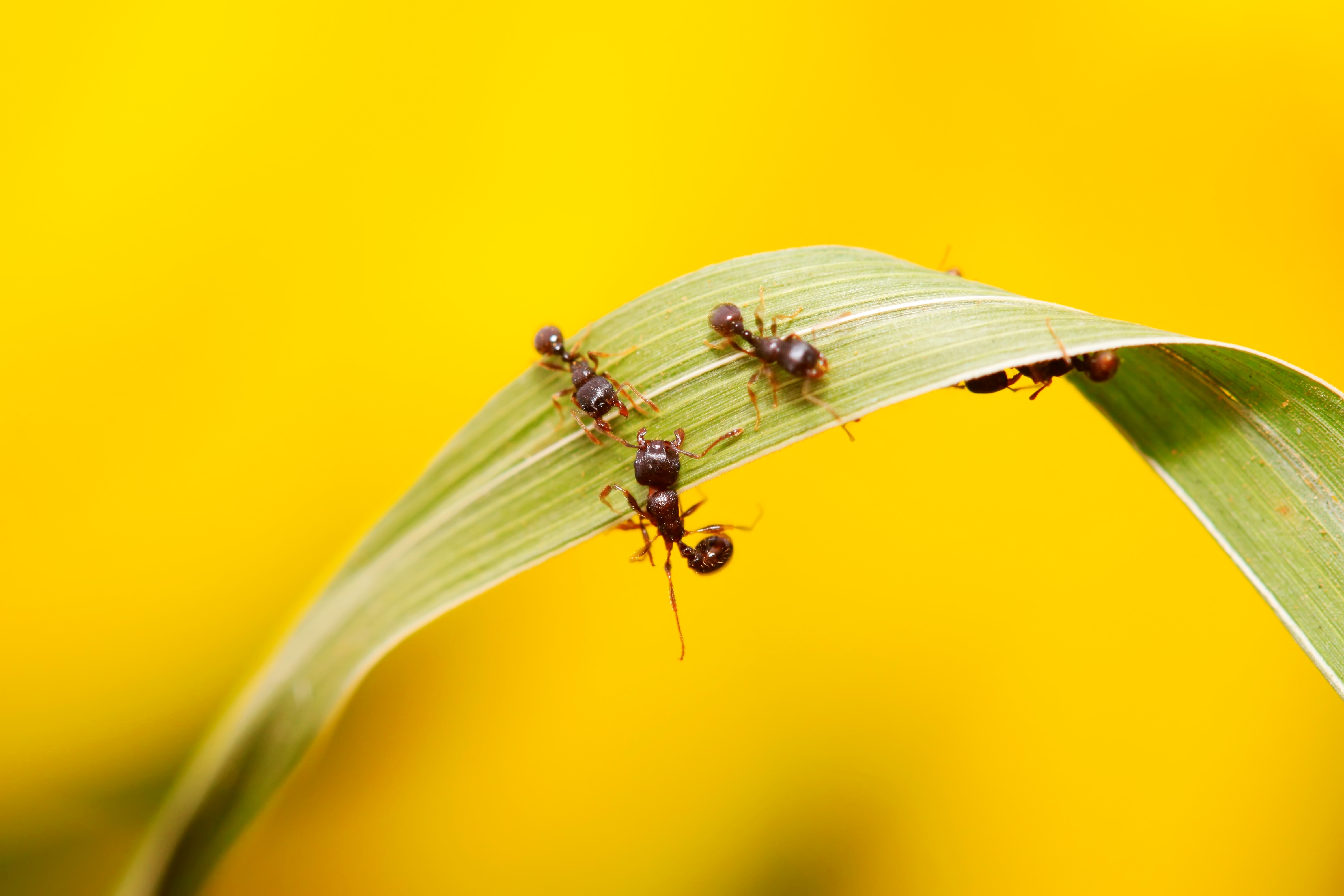 How To Get Rid Of Ants In Your Plants ABC Everyday   F86b6ada0d48cc3e1160793ab0657a17