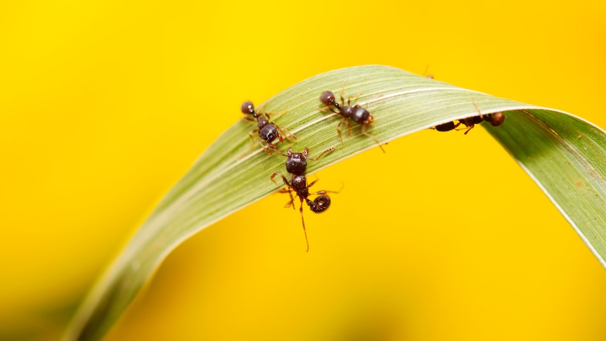 Ants crawling all over the leaf of a plant.