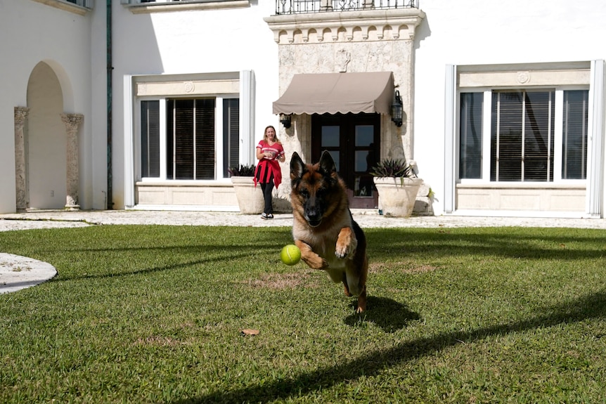 A german shepherd dog leaps for a green tennis ball on green backyard grass 