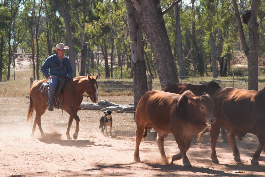 Larry Farquhar rides his horse behind three cattle and his border collie