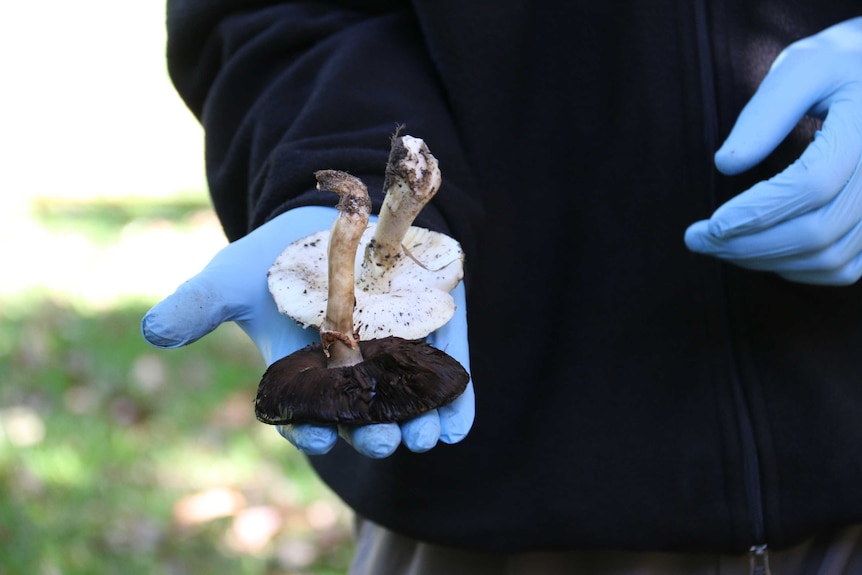 The yellow-staining mushroom, also known as the yellow-stainer.