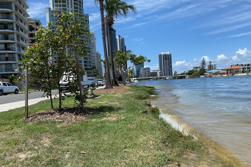 Budd's Beach at Surfers Paradise with high-rise buildings.