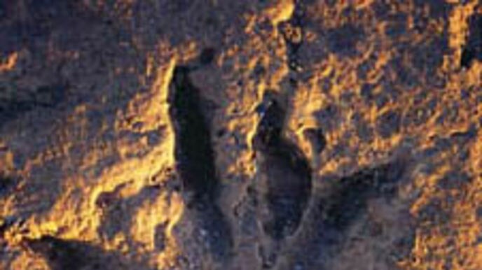 Dinosaur footprint near Broome, Western Australia