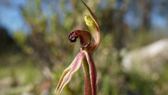Canberra spider orchid
