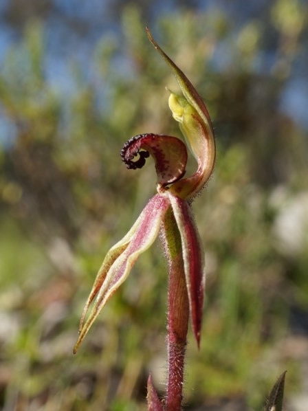 Canberra spider orchid