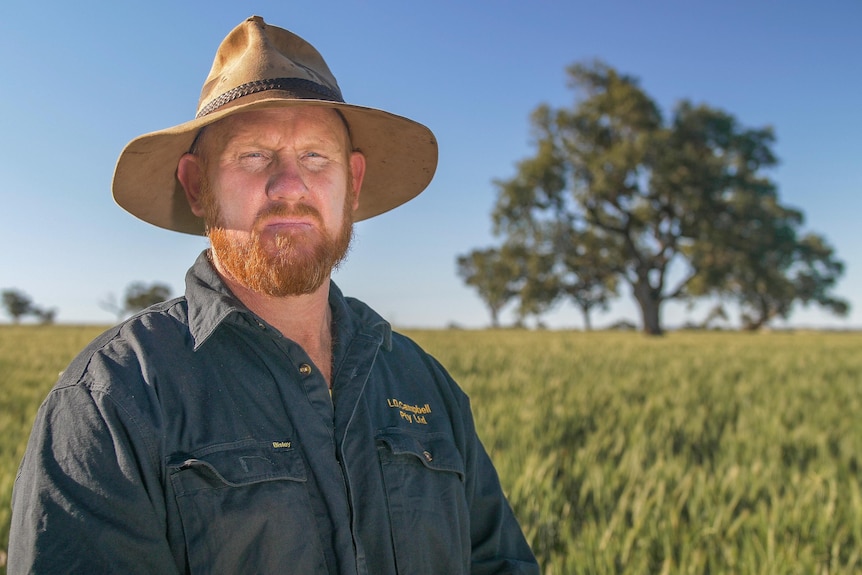 A man with a red beard wearing a blue shirt and hat stands in a wheat paddock.