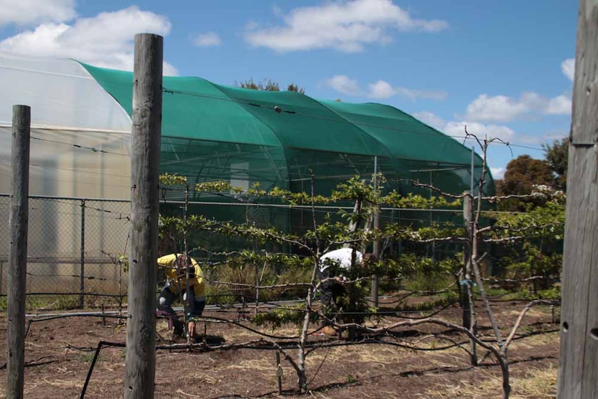 Two people working in a small orchard