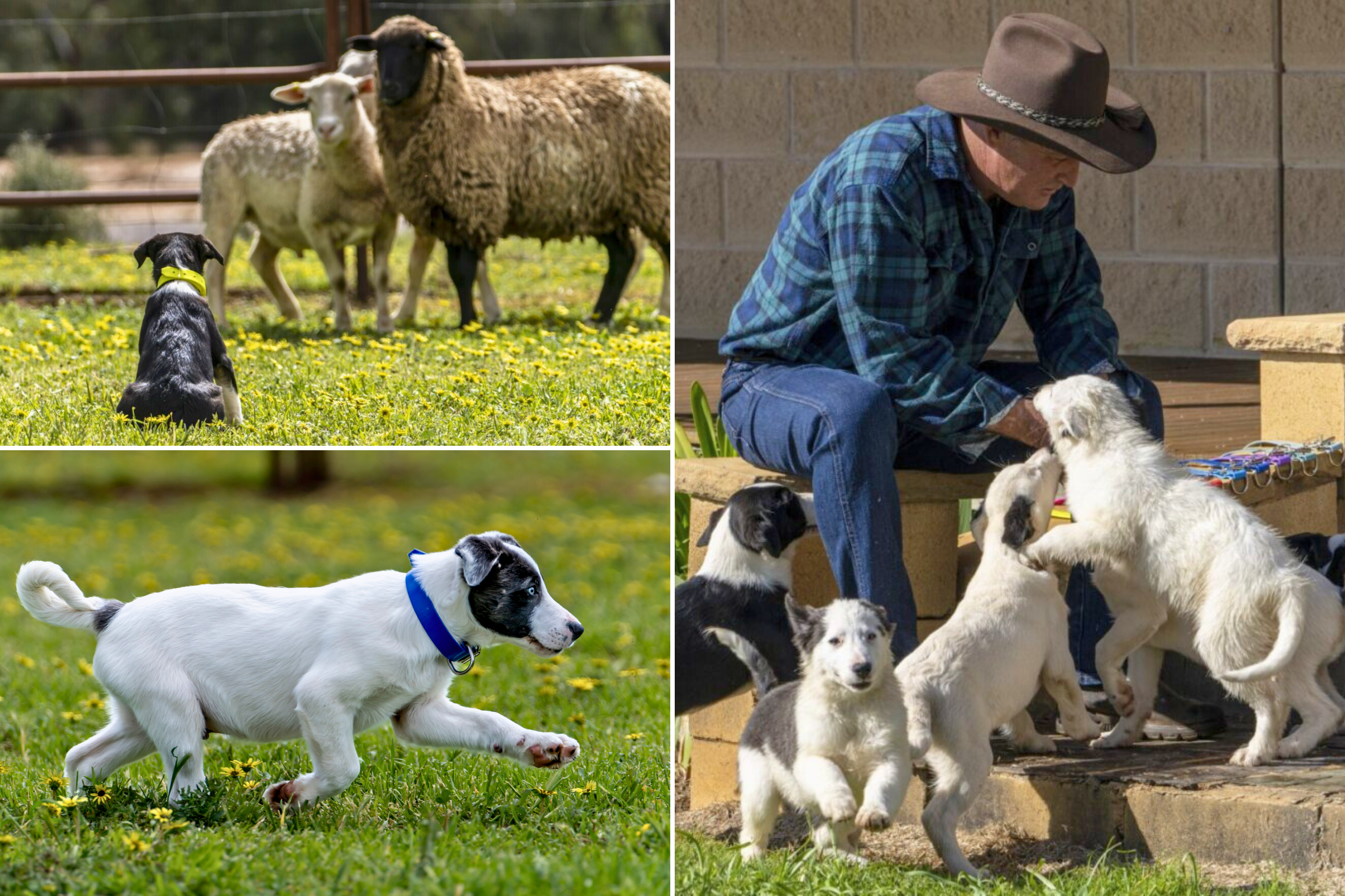 Three images of border collies pups playing and staring at sheep