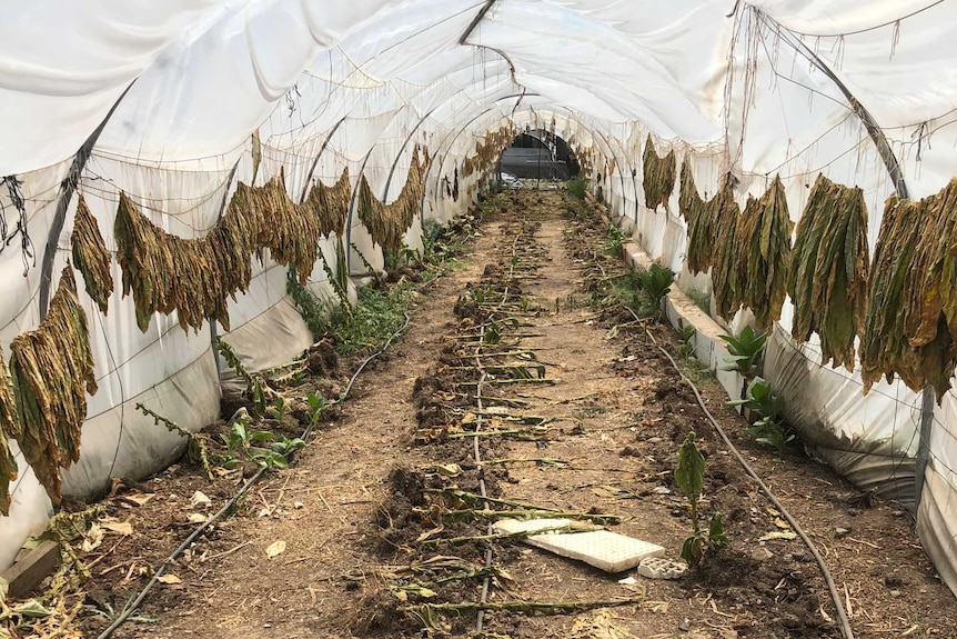 Dried tobacco hangs from walls and lies on dirt inside a hot house.