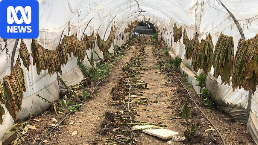 tobacco bust Billion-dollar illicit at Australian border this commanding warrior stands a full 26 1/2 tall ATO seizes and destroys $50