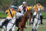 Polo competition, featuring riders and horses from Willo Polo.