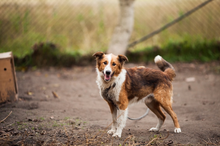 A small dog looks at the camera while standing on dirt outdoors.