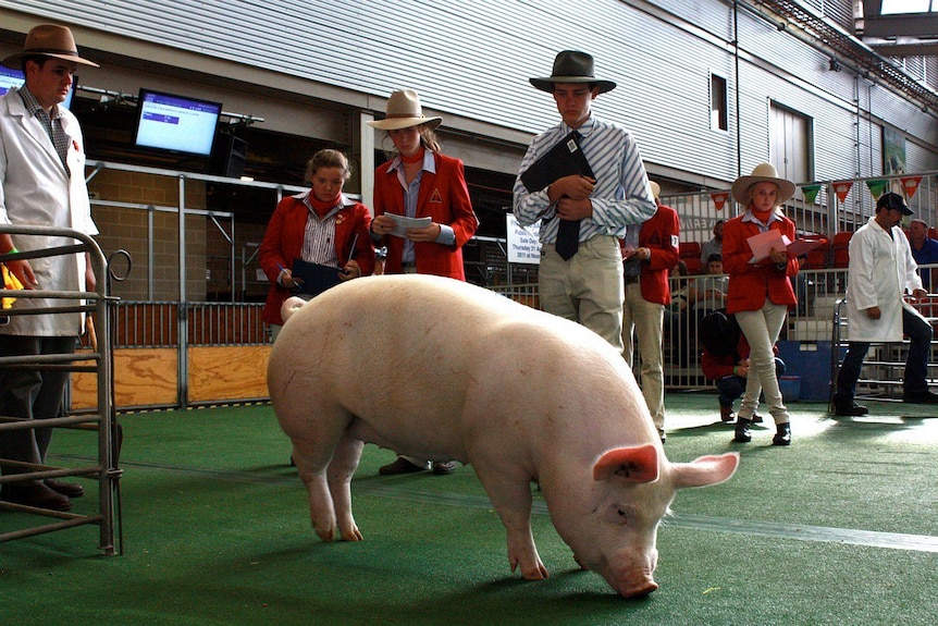 A plump pig stands on a green mat, judges in white jackets look on. 