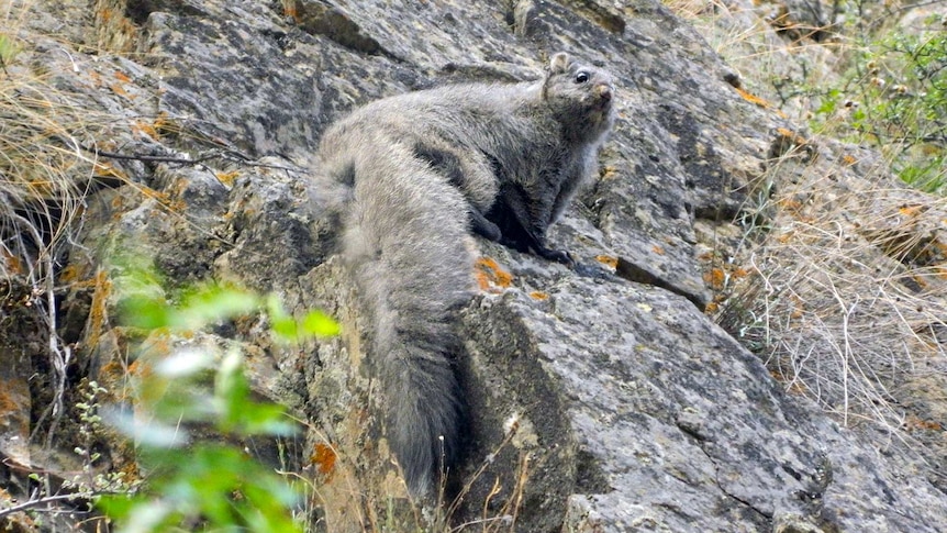 Woolly flying squirrel