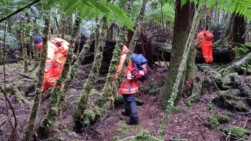 People in wet weather clothing searching bushland.