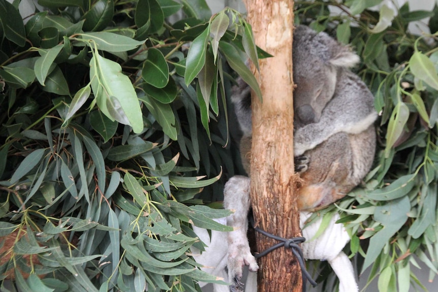 Bruiser is asleep in a tree-like structure surrounded by gum leaves