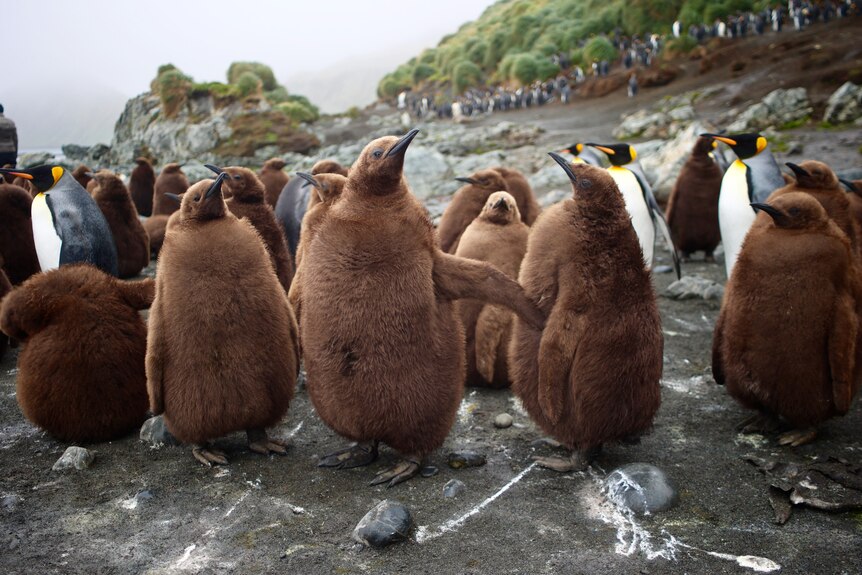 A group of young king penguins with brown coats
