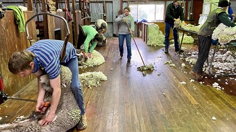 Shearers working in wool shed