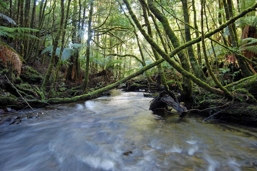 A river in the Tarkine region, north-west Tasmania.