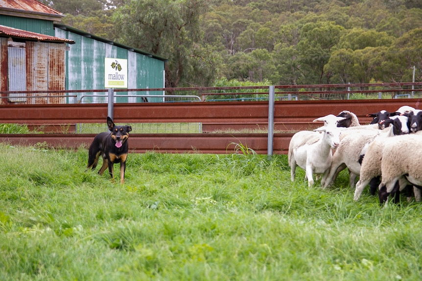 A black kelpie stands in a set of green, grassy sheep yards, guarding a small mob of sheep.