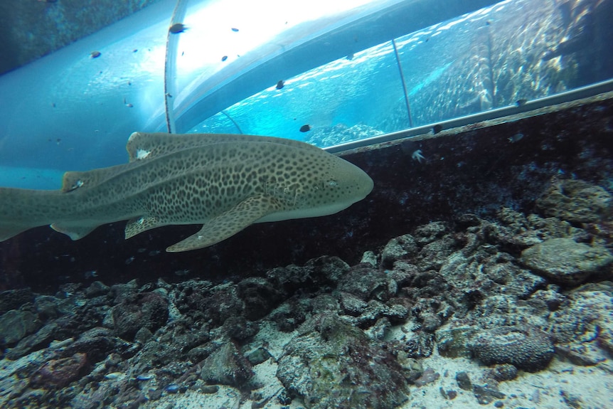 Leonie in her tank in Townsville