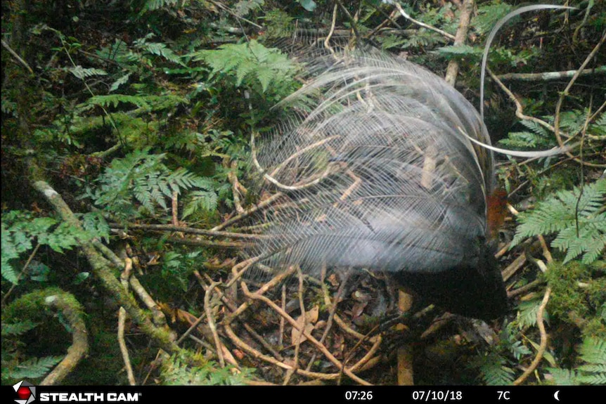 A stealth cam captures images of an Albert's lyrebird near the NSW-Queensland border.
