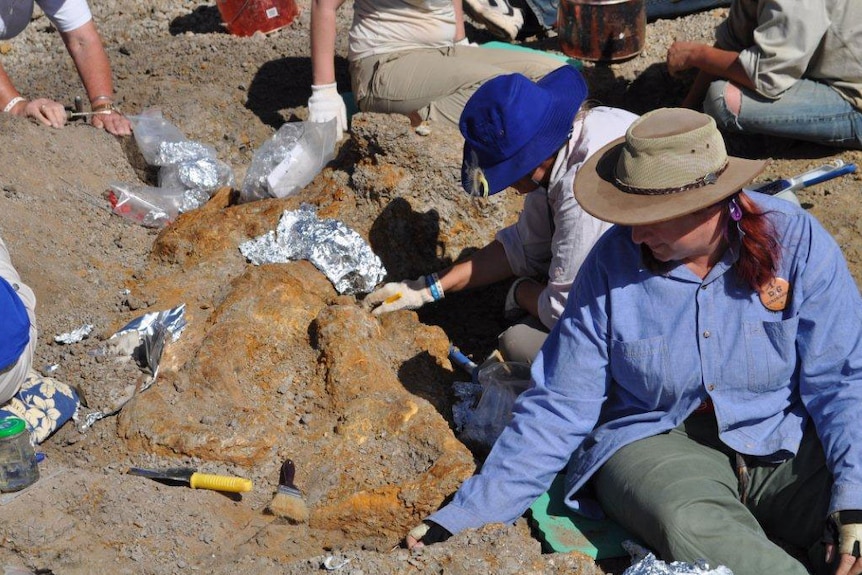 Dig volunteers excavate around a cluster of limb bones at Winton