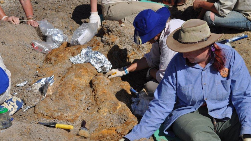 Dig volunteers excavate around a cluster of limb bones at Winton