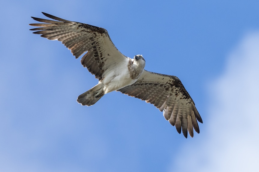 A close-up of an osprey flying over the island after the platform was installed. 
