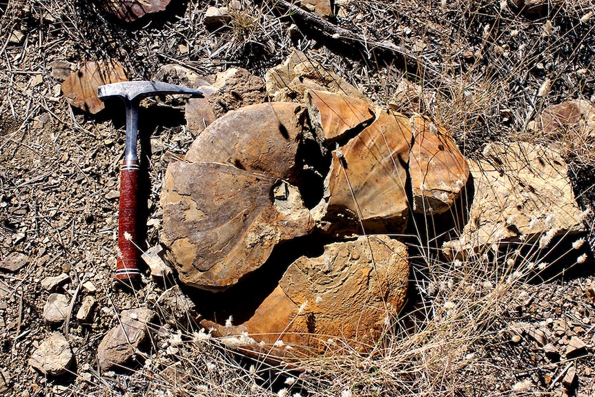 Ammonite and hammer in Richmond.