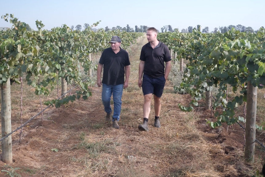 Tony und Peter Valeri sind gespannt auf die Zukunft beim Anbau neuer Rebsorten.