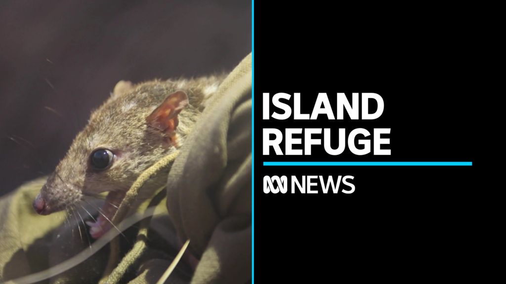 The safe haven for some of Australia's cutest, fiercest and most endangered animals - ABC News The safe haven for some of Australia's cutest, fiercest and most endangered animals - ABC News