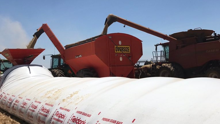 A header fills a grain bin which pours its contents in to an on-farm storage bag.