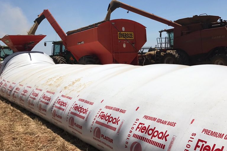 A header fills a grain bin which pours its contents in to an on-farm storage bag.