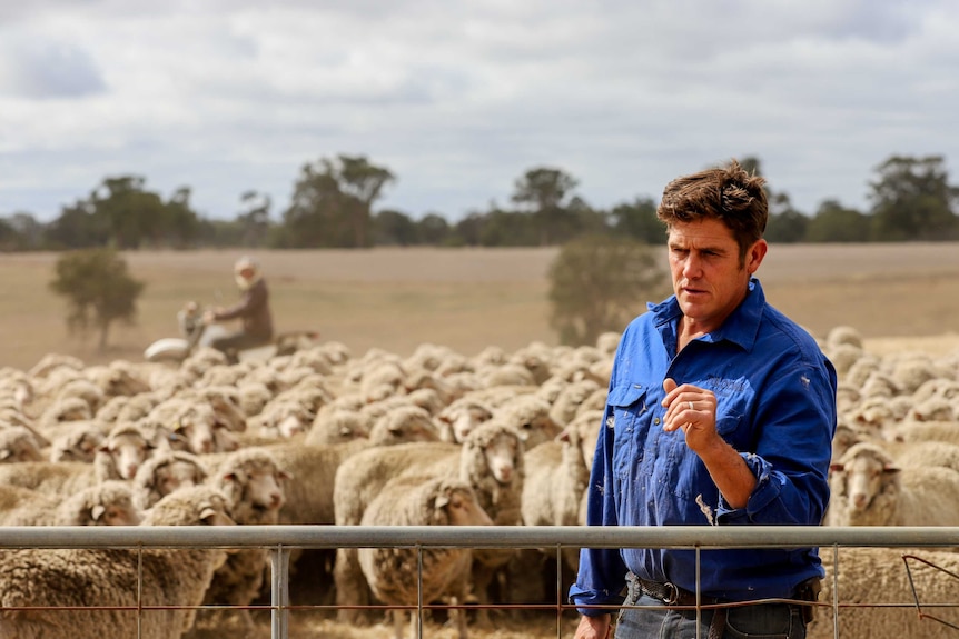 Man wearing blue collared shirt concentrates looking at sheep, with more sheep and a motorbike rider in background