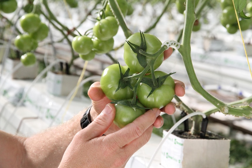 Tatura Tomato