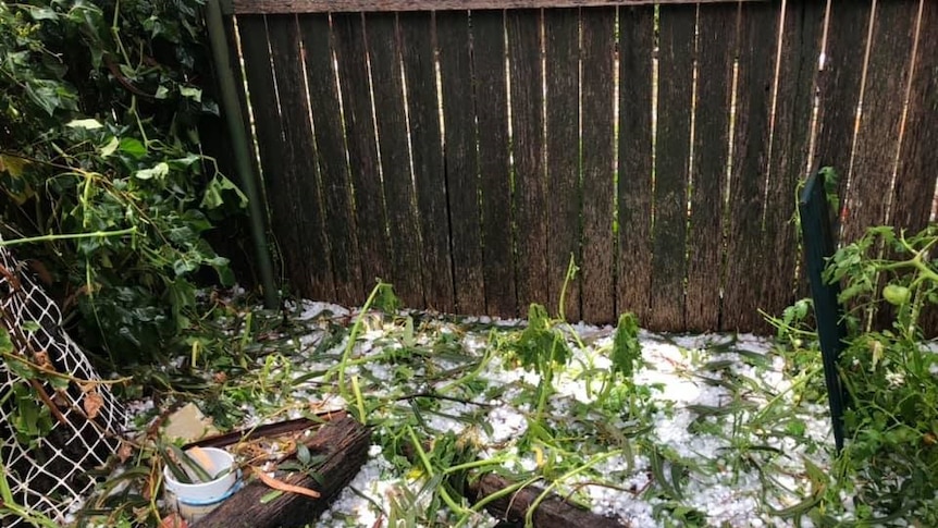 Hailstones cover the ground in a backyard garden, with lots of tree and plant debris scattered about