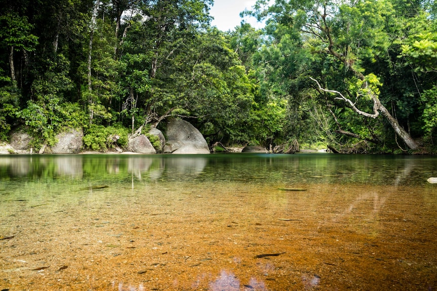 River swimming hole with trees in background.