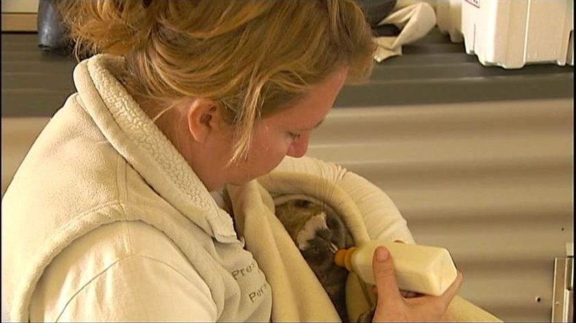 Brigitte Stevens nurses a sick wombat