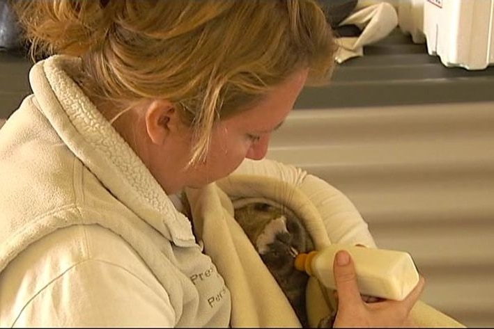 Brigitte Stevens nurses a sick wombat
