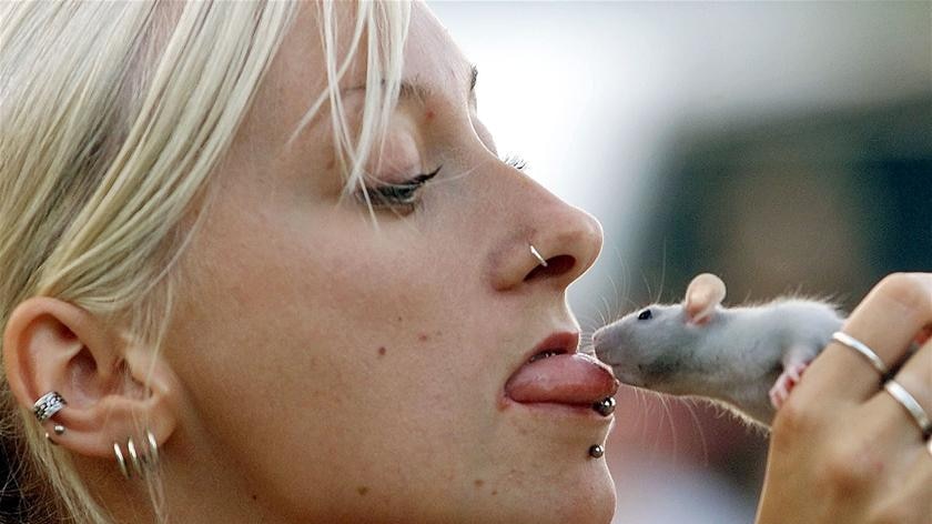 is rat bite dangerous to dogs