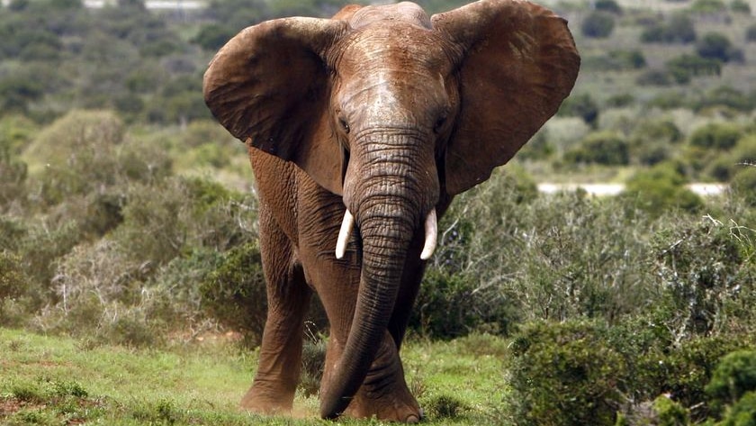 An African elephant tears at grass