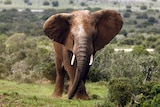 An African elephant tears at grass with its trunk in the Addo Elephant Park, South Africa, in January, 2008.