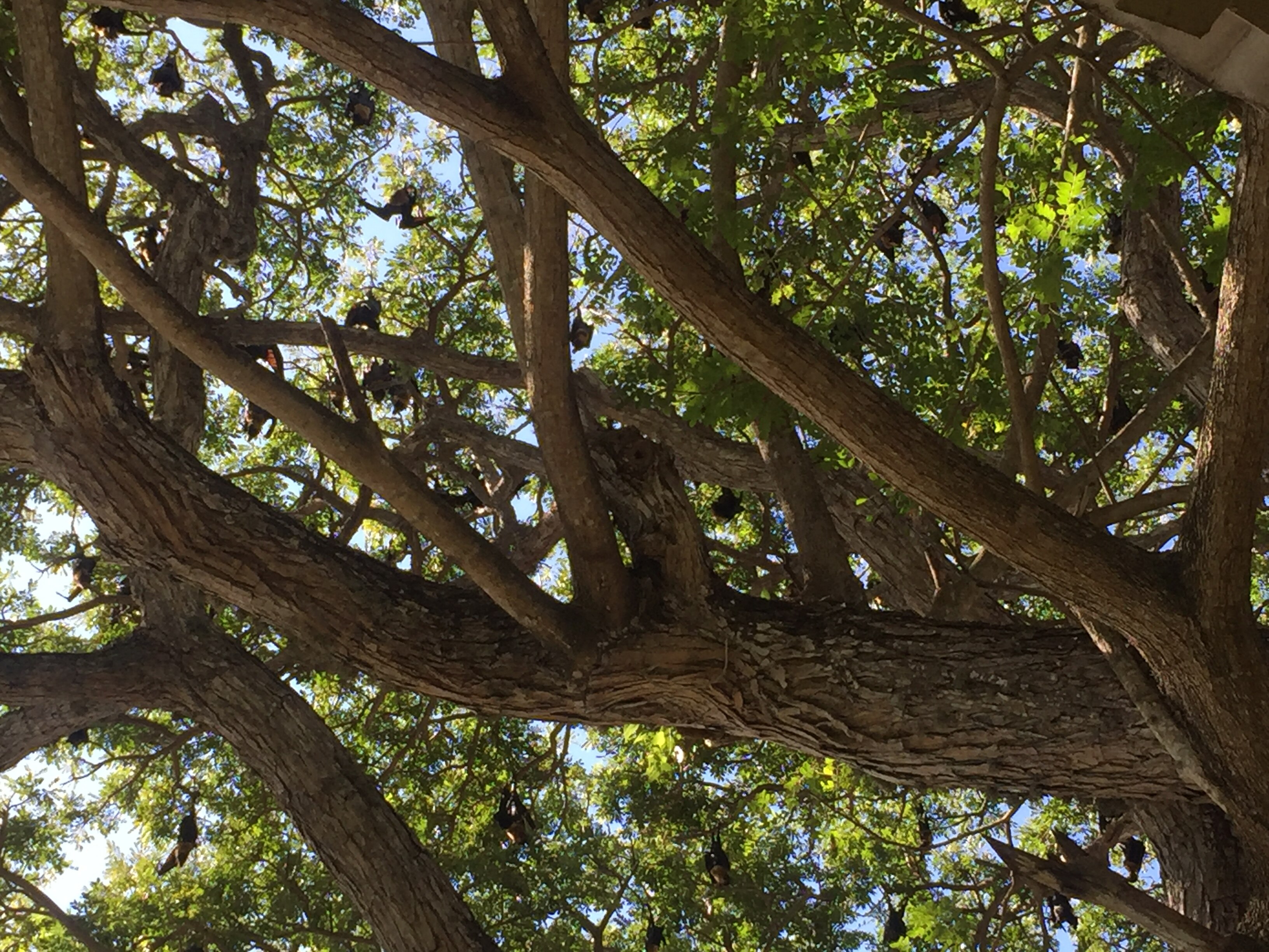 Bats pictured in trees near DFAT housing in Papua New Guinea.