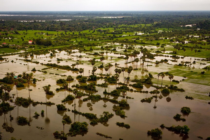 Flooded farmland around Siem Reap in northern Cambodia, late September 2011.