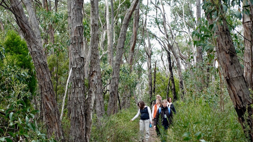 A small group of people walk through a tall green forest