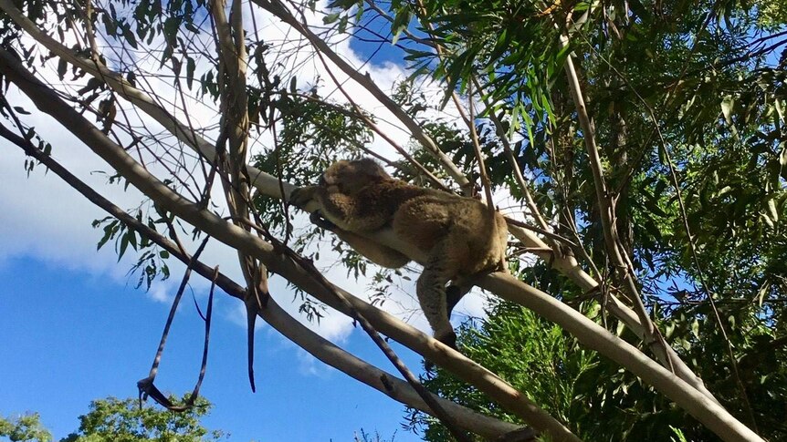 Koala lazily sprawled across a gum tree limb just metres from a farm backdoor