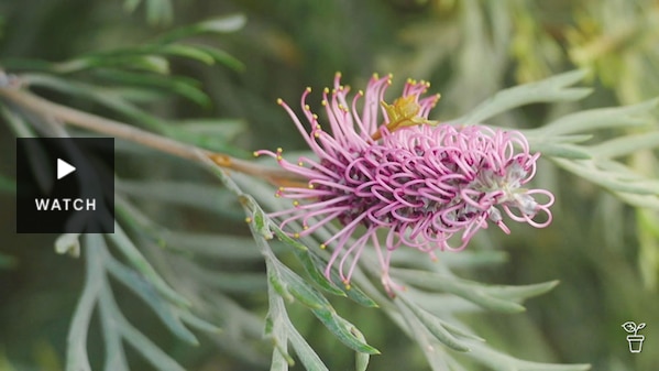 Pink grevillea flower growing on a shrub in a garden. Has Video.