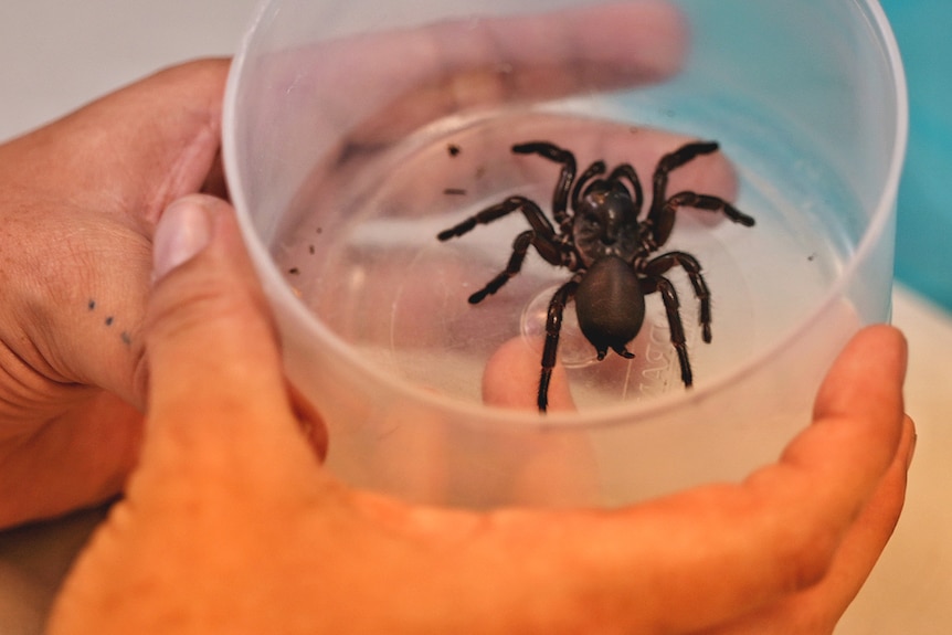 Funnel-web spider in a lab bowl